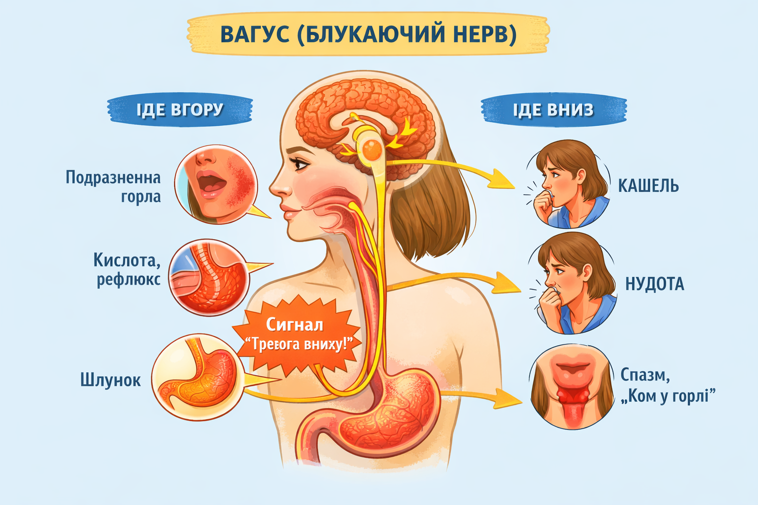 ALT: на зображенні схема, як працює блукаючий нерв (вагус). Ві має важливу роль у роботі симпатичної та парасимпатичної системи в мозоку.